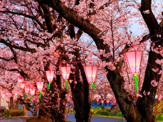 櫻花祭 圖片